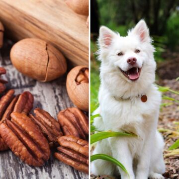 Can Dogs Eat Pecans sq