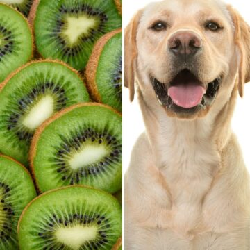 Can dogs eat kiwi sq