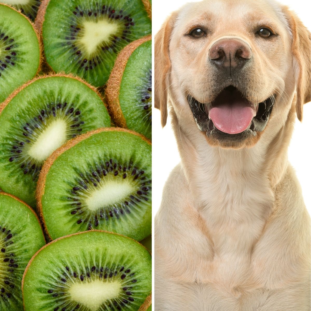 Square split image showing a dog and kiwi fruit.