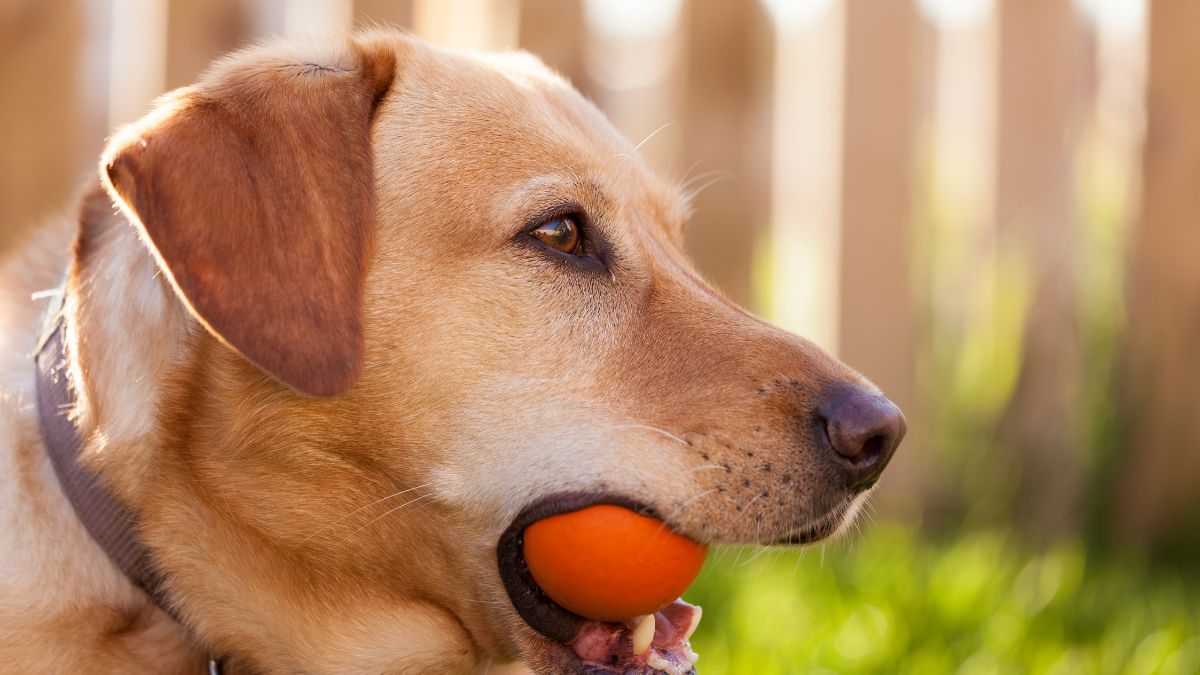 Yellow lab with ball.