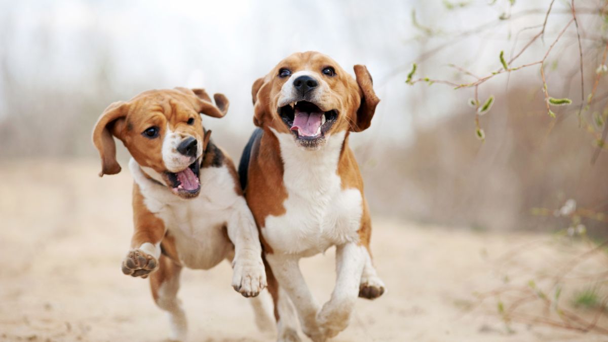 Pair of beagles running and playing on trail.