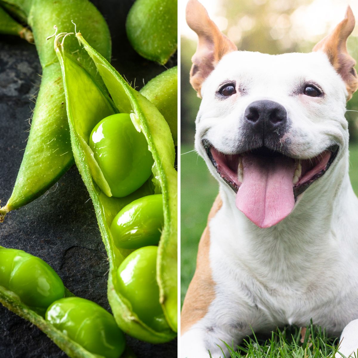 Can Dogs Eat Edamame