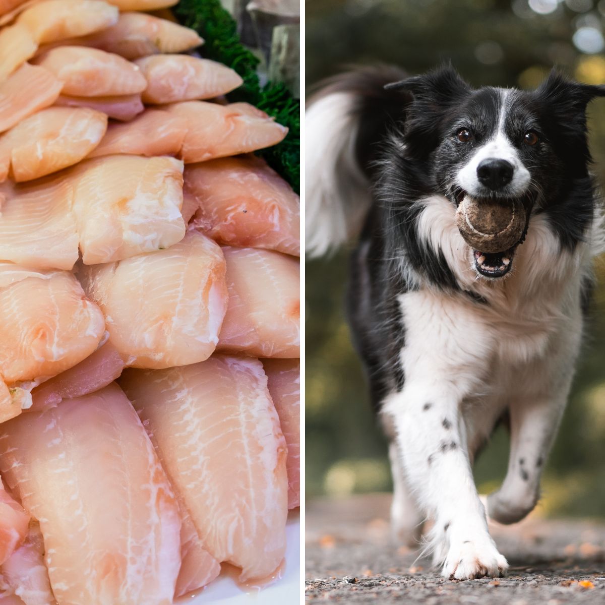Can Dogs Eat Tilapia?
