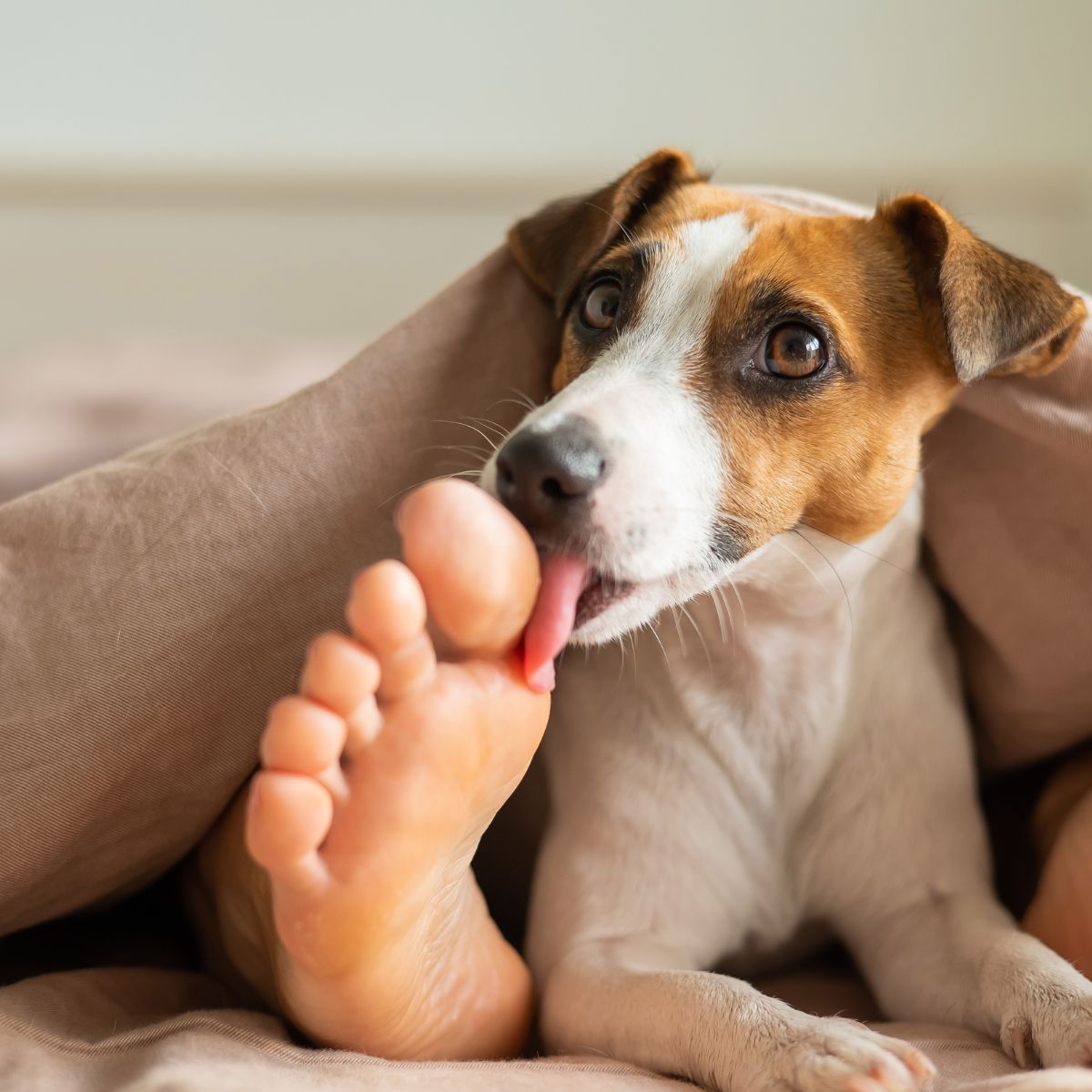 Why Do Dogs Lick Feet?