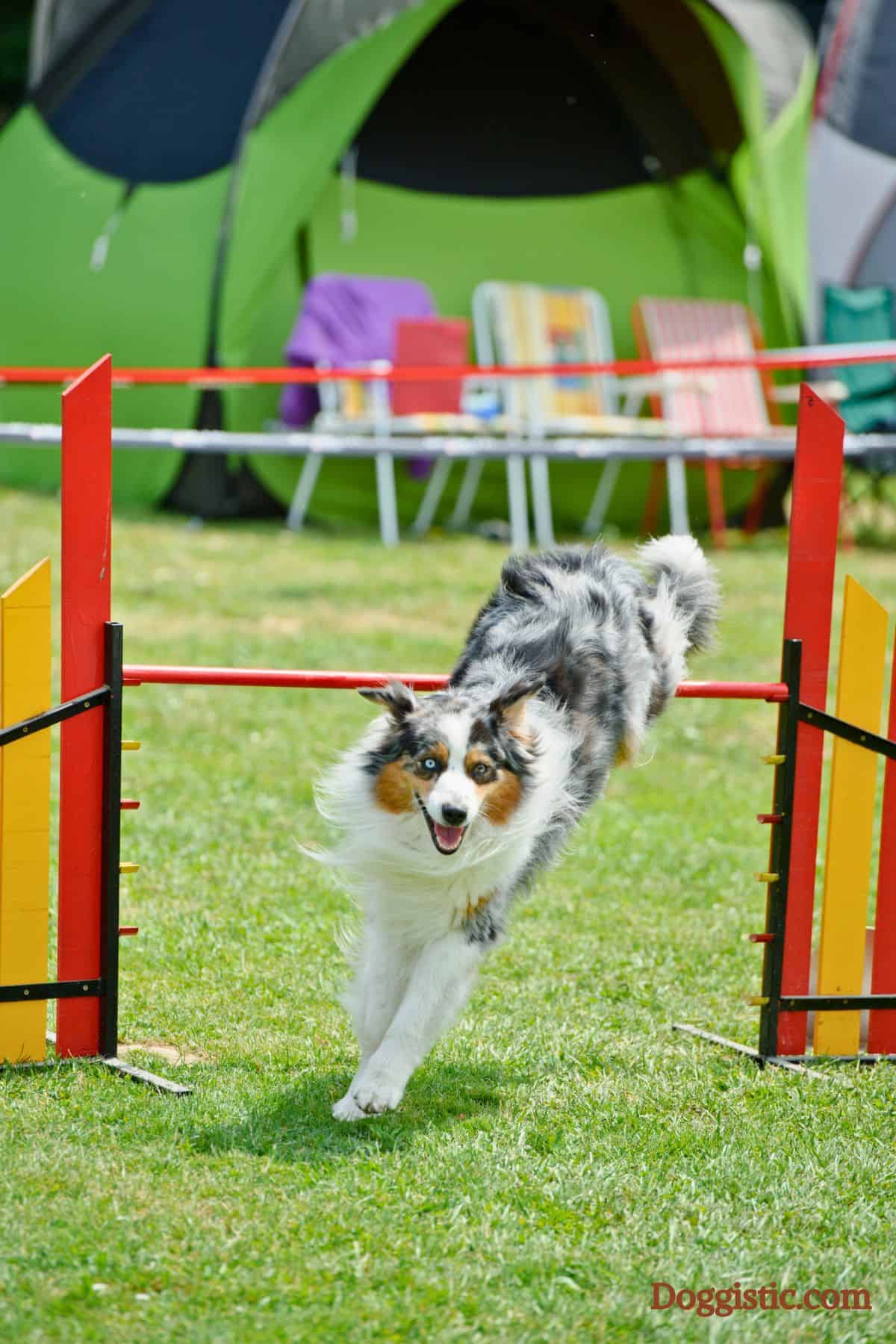 A tall image of a blue merle Australian Shepherd with white and tan markings is captured mid-air, jumping over a red agility bar set between red and yellow striped uprights on a green grassy field. The dog appears focused with its ears slightly back and mouth open. In the blurred background, there's a green tent, colorful folding chairs, and a white safety fence.