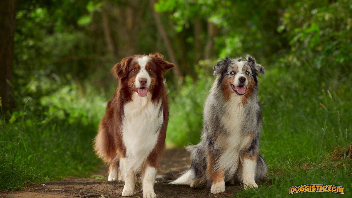 A wide imaeg showing two Australian shepherds, one red and one merle, sitting on what appears to be a dirt road in a lush green wooded area staring directly at the camera.