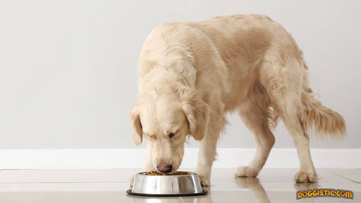 Horizontal image of a mature golden retriever eating from a dog bowl.