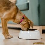 A young dog with red collar eating out of a large dish.