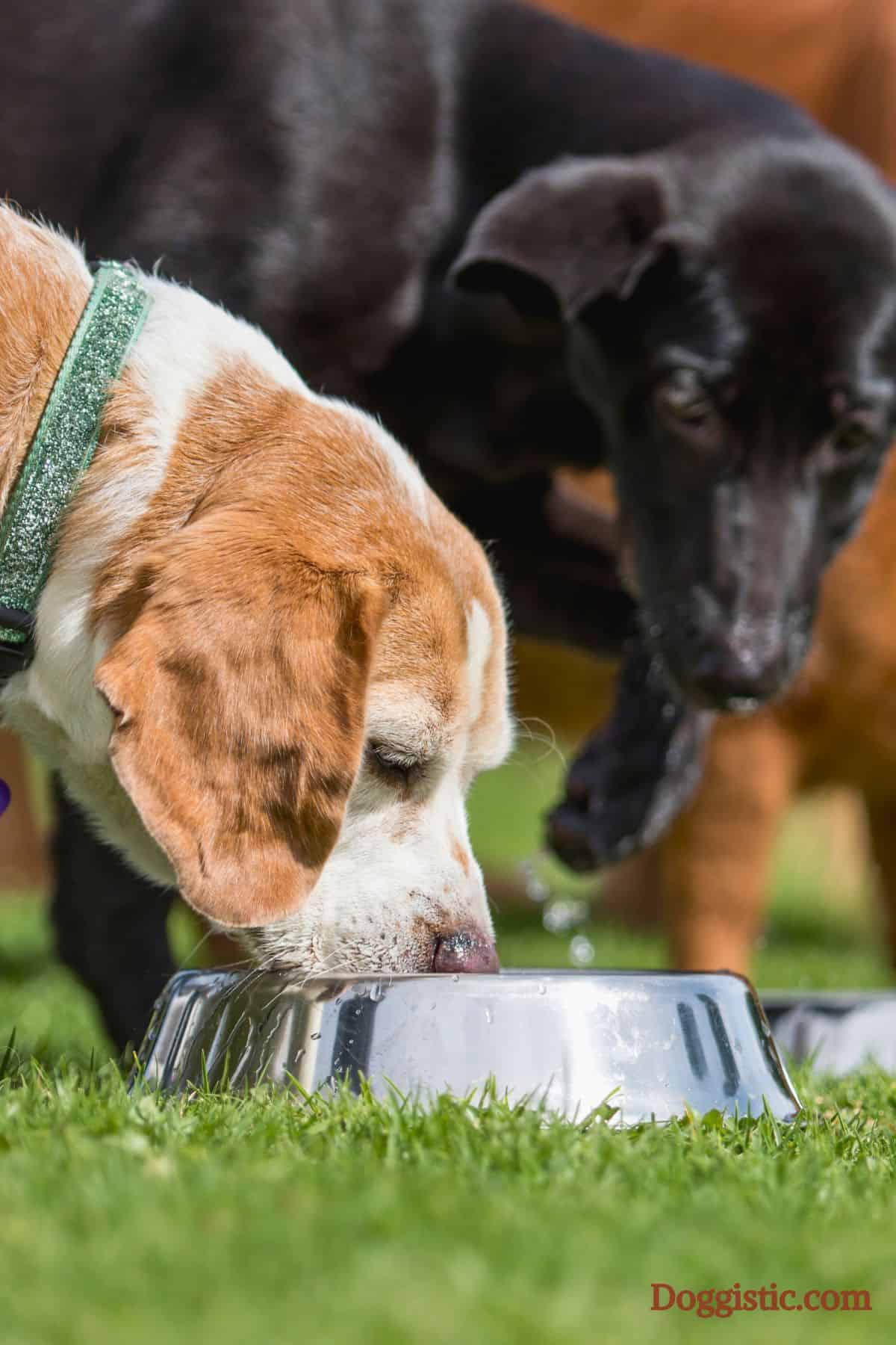 Vertical image of dogs eating from bowls and a black lab puppy watching a beagle eat.